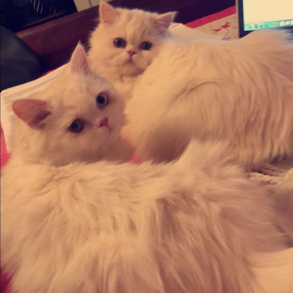 Meet your Posher, Victoria